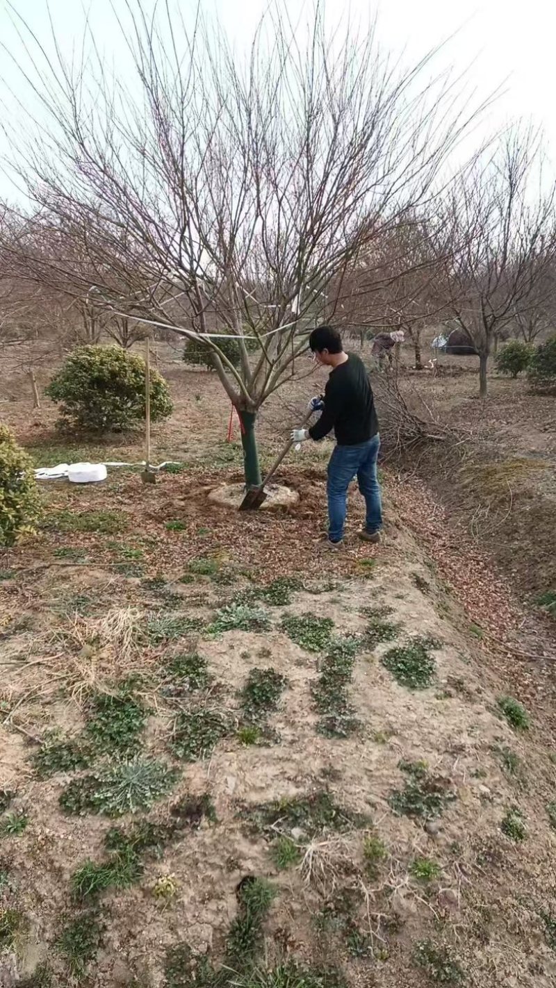 鸡爪槭基地直销5-30公分规格齐全欢迎客户咨询