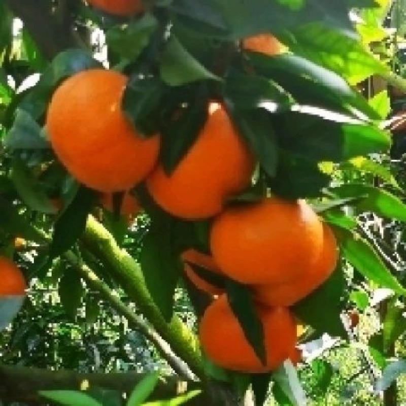 纯甜沃柑