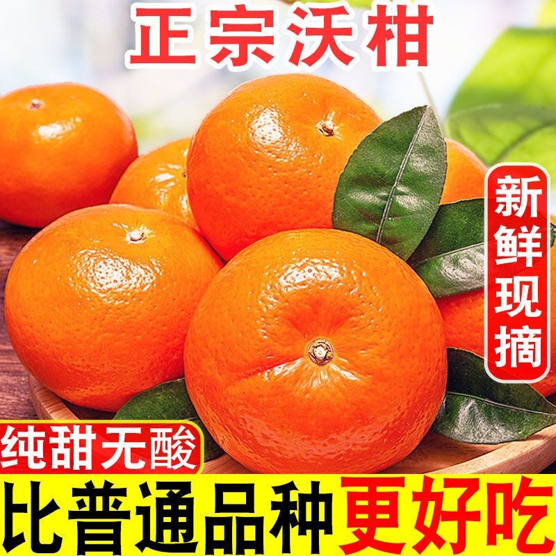 纯甜沃柑
