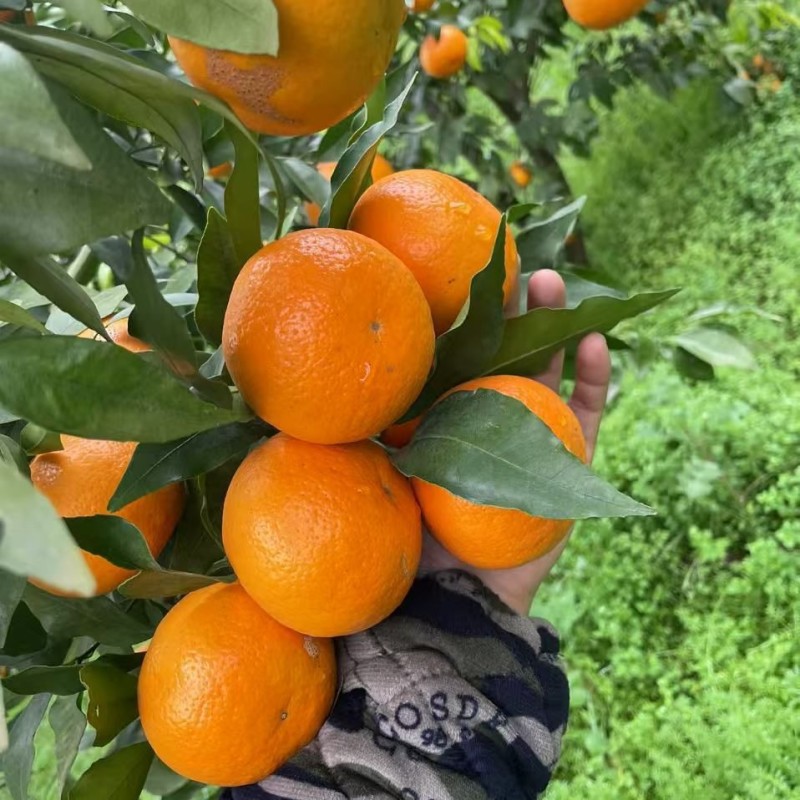 纯甜沃柑