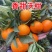 纯甜沃柑