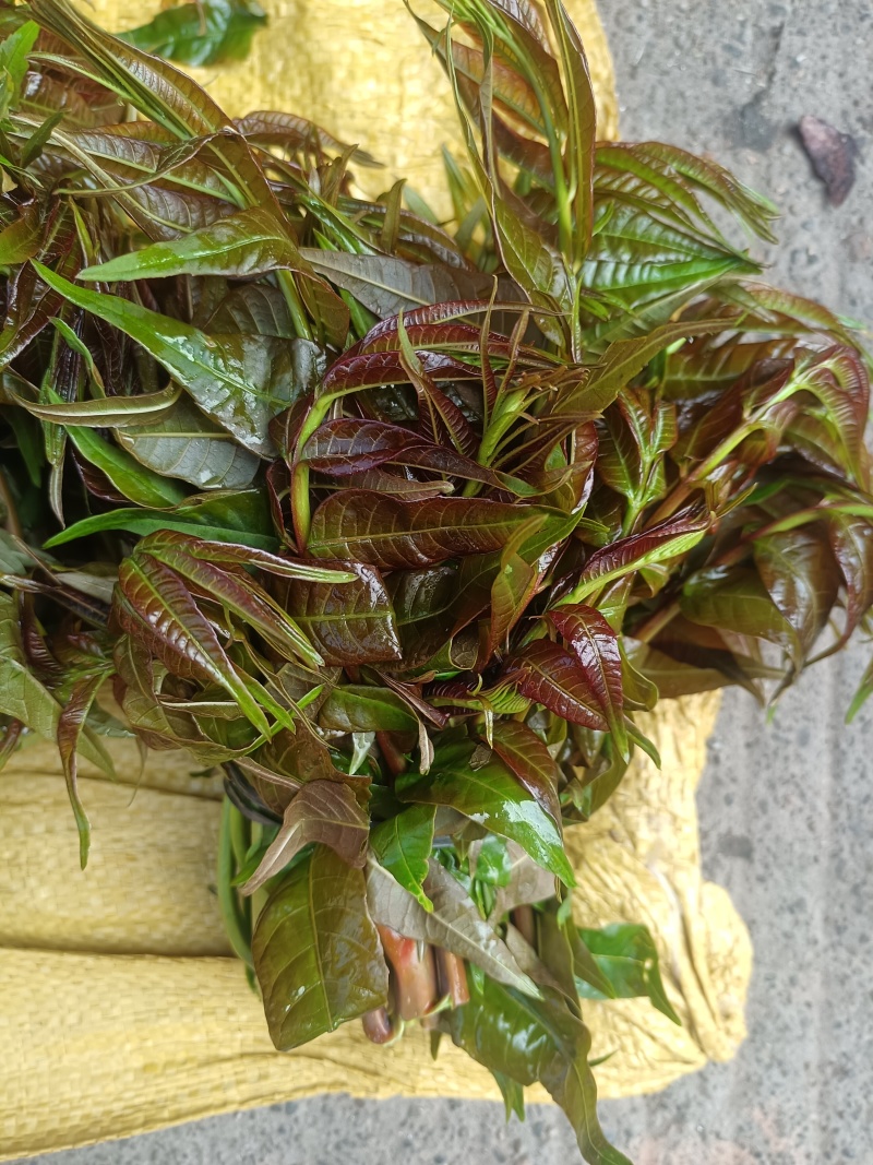 新鲜香椿芽农夫现采现发湖南麻阳野生春木芽