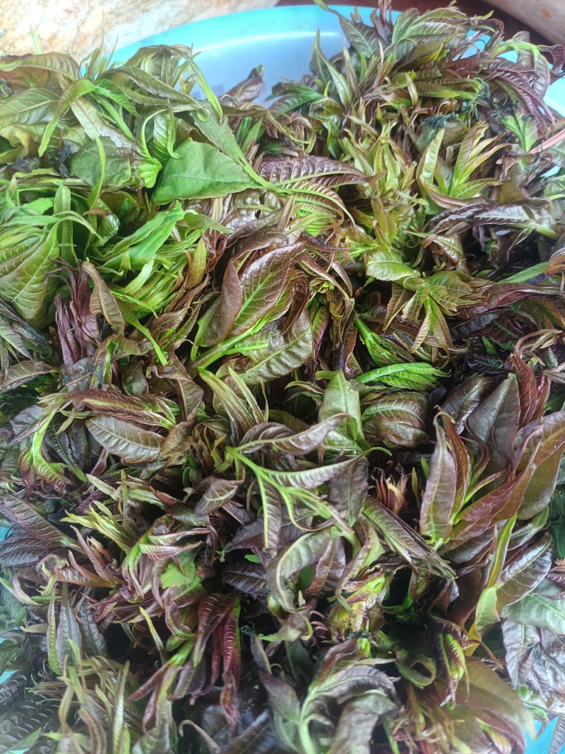 新鲜香椿芽农夫现采现发湖南麻阳野生春木芽