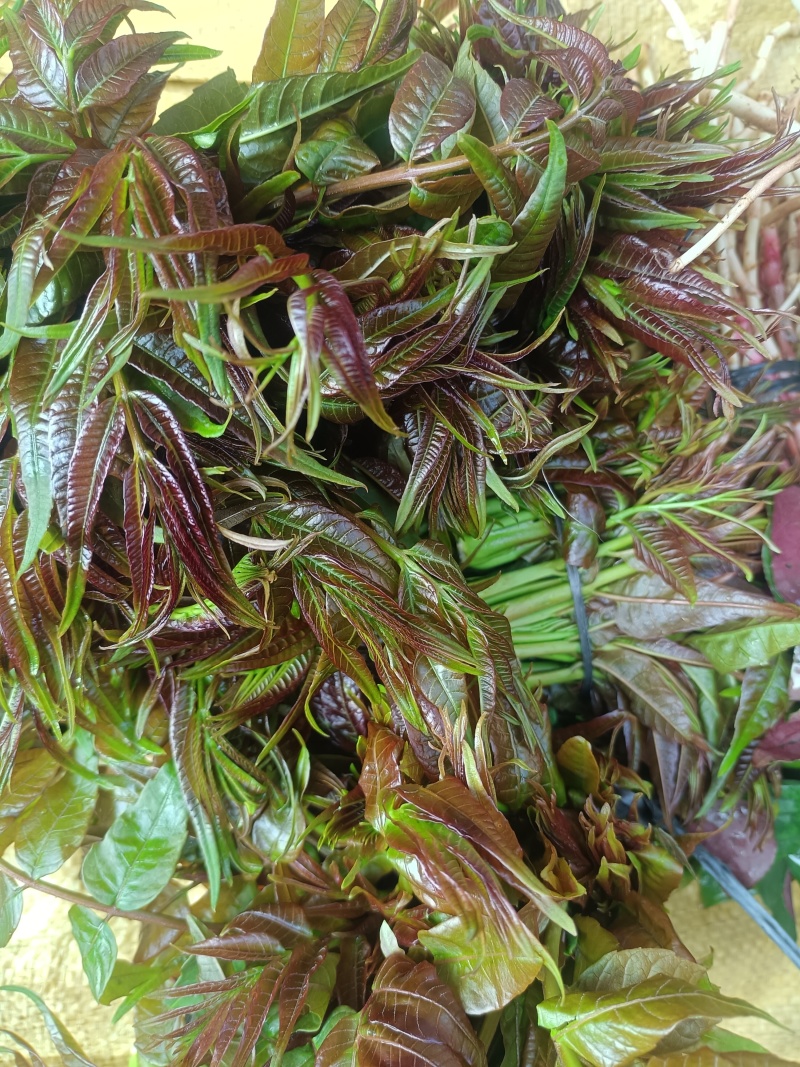 新鲜香椿芽农夫现采现发湖南麻阳野生春木芽