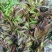 新鲜香椿芽农夫现采现发湖南麻阳野生春木芽