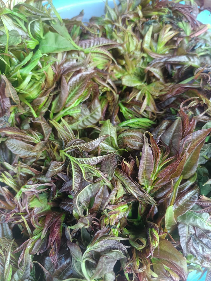 新鲜香椿芽农夫现采现发湖南麻阳野生春木芽