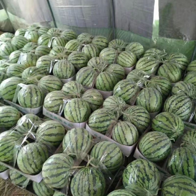 精品麒麟西瓜无籽美都，全国供货，保质保量，可视频看货