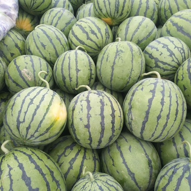 精品麒麟西瓜无籽美都，全国供货，保质保量，可视频看货