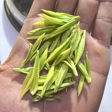 明前龙井大量供应批发