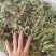 车前草干货包邮，洗干净晒干，