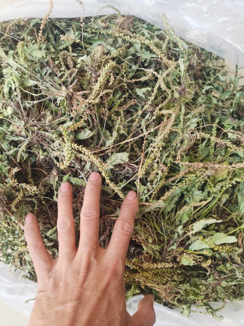 车前草干货包邮，洗干净晒干，