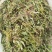 车前草干货包邮，洗干净晒干，