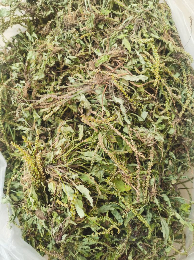 车前草干货包邮，洗干净晒干，