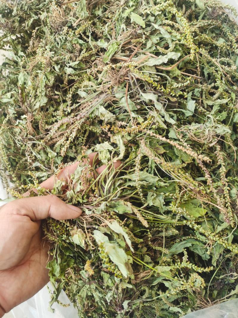 车前草干货包邮，洗干净晒干，