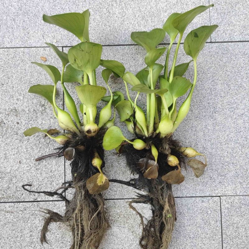 凤眼蓝凤眼莲水葫芦大量供应