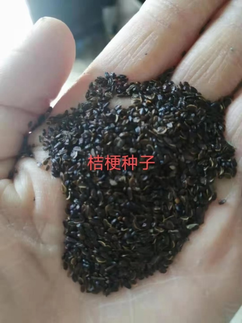 桔梗种子四季庭院阳台药用