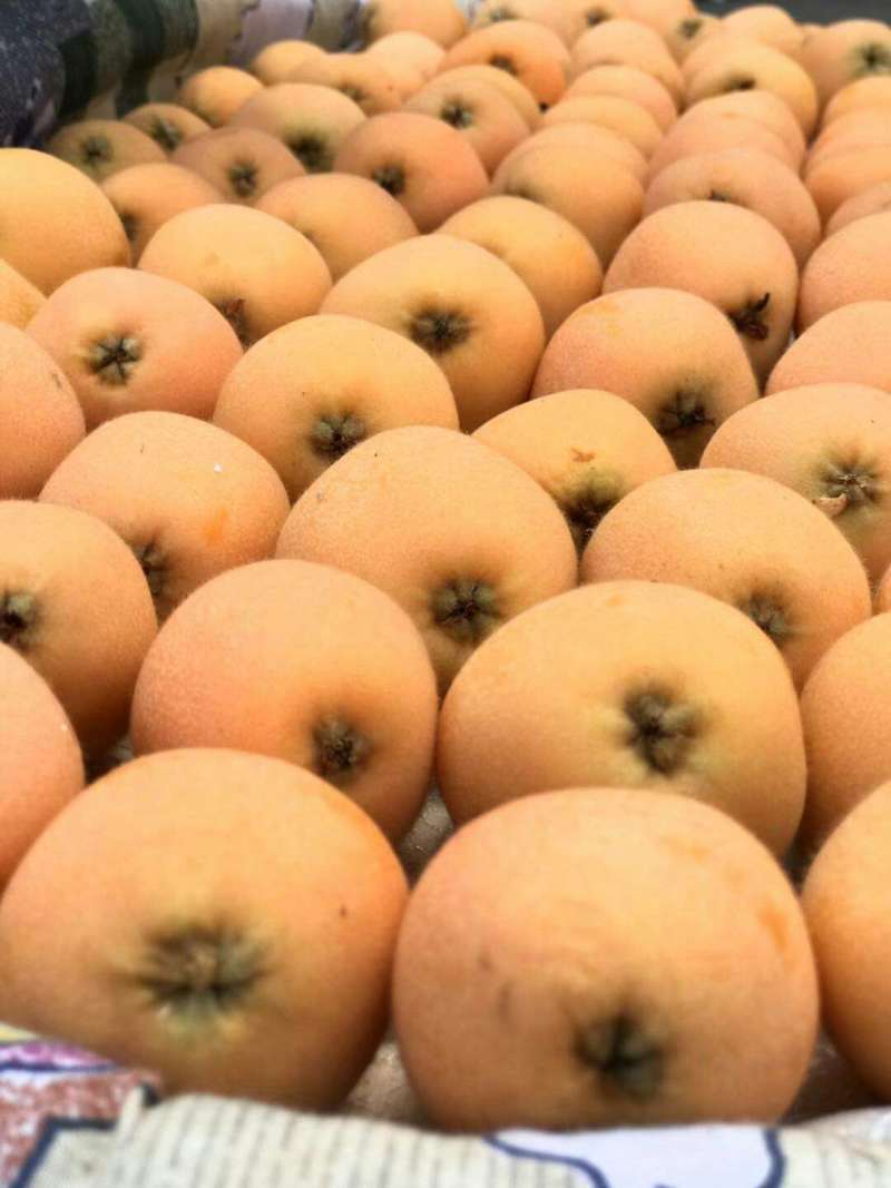 米易枇杷