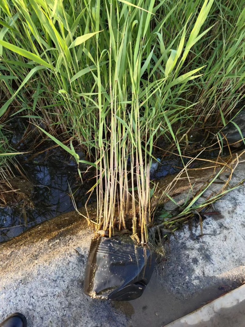 芦苇苗大量供应挺水植物水生植物净化水质