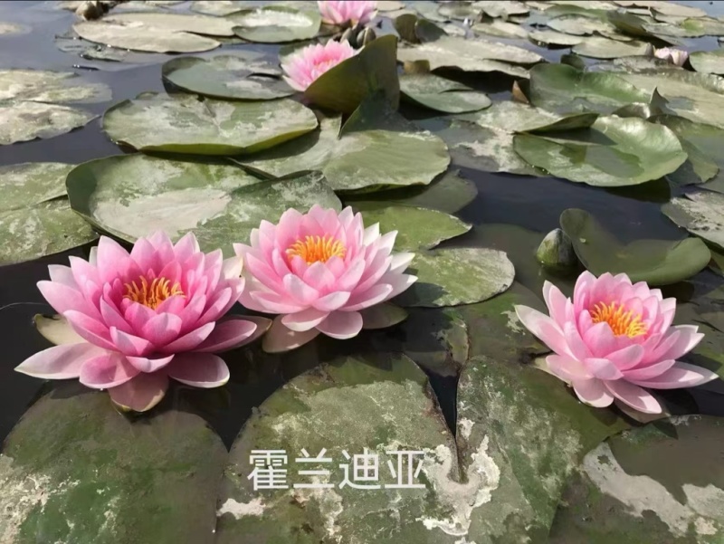 睡莲苗大量供应一手货源