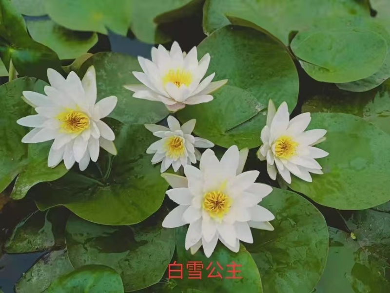 睡莲苗大量供应一手货源