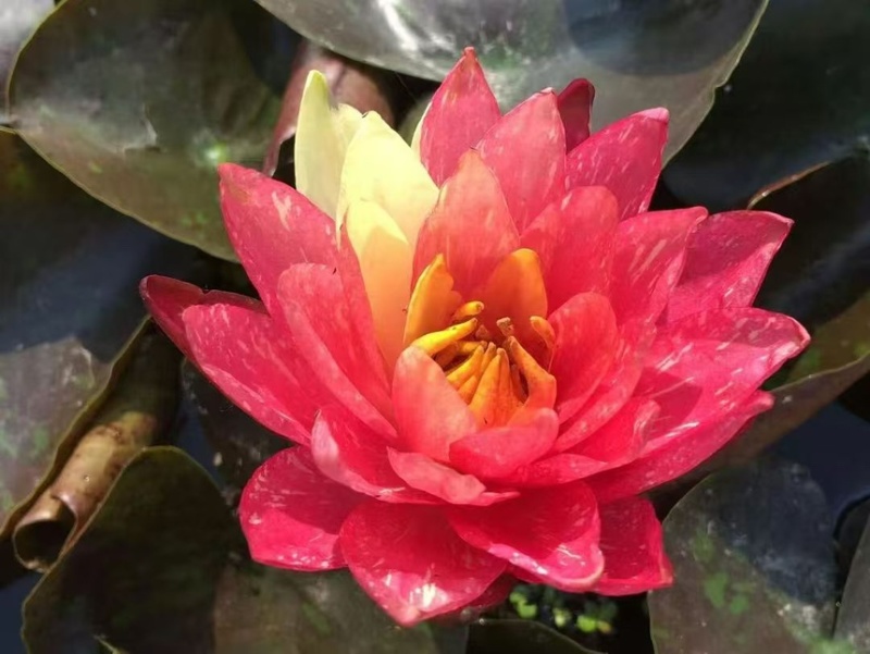 睡莲苗大量供应一手货源