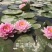 睡莲苗大量供应一手货源