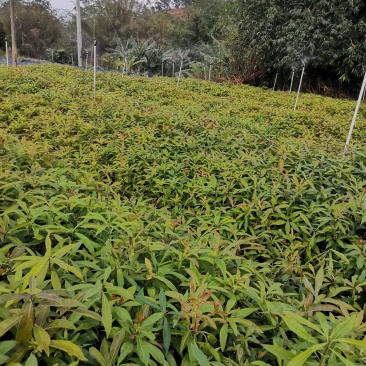 广西木荷苗，基地直发，容器苗，大量上市成活率高，欢迎咨询