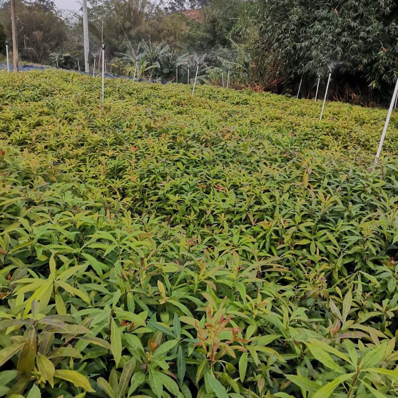 广西木荷苗，基地直发，容器苗，大量上市成活率高，欢迎咨询