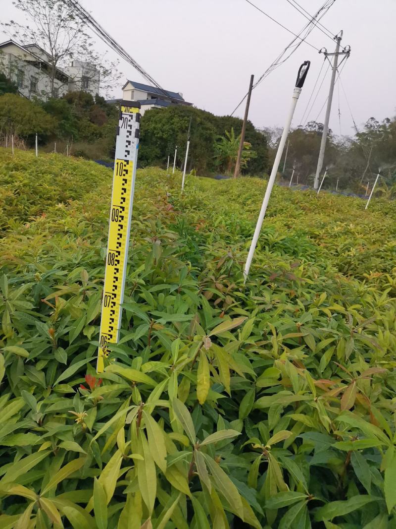 广西木荷苗，基地直发，容器苗，大量上市成活率高，欢迎咨询
