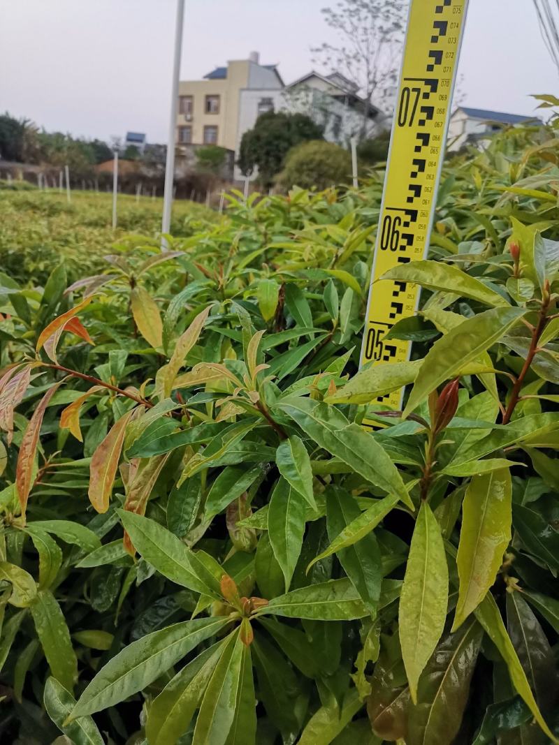 广西木荷苗，基地直发，容器苗，大量上市成活率高，欢迎咨询