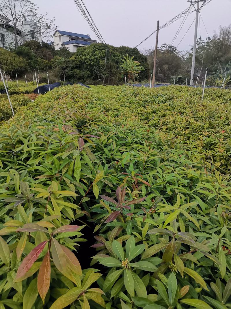 广西木荷苗，基地直发，容器苗，大量上市成活率高，欢迎咨询