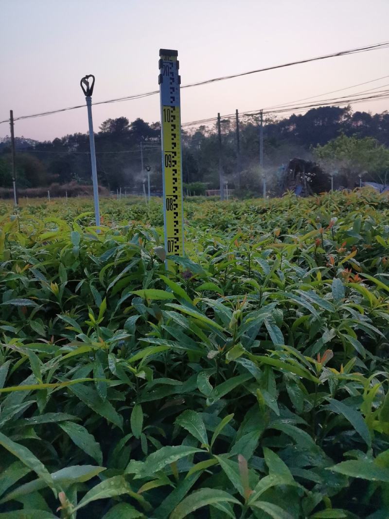 广西木荷苗，基地直发，容器苗，大量上市成活率高，欢迎咨询