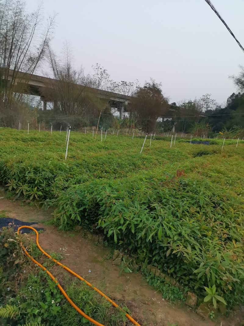 广西木荷苗，基地直发，容器苗，大量上市成活率高，欢迎咨询