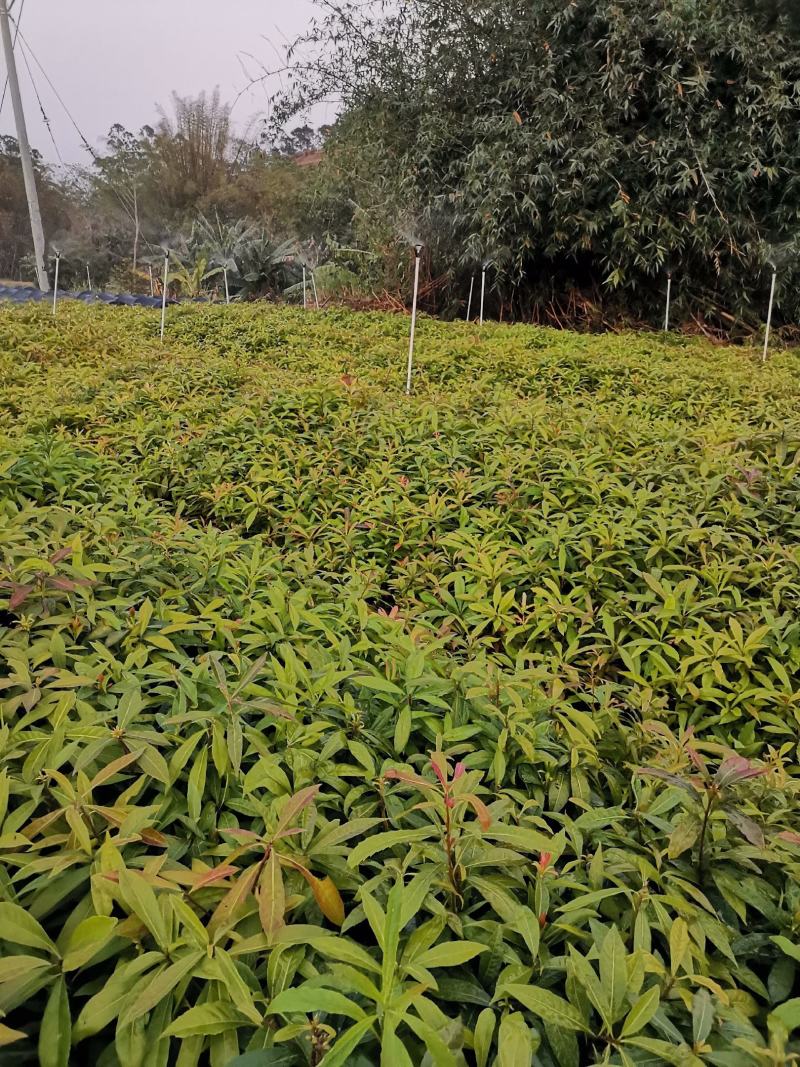 广西木荷苗，基地直发，容器苗，大量上市成活率高，欢迎咨询