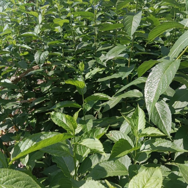 杜仲树苗中药材用苗木盆栽地栽野生绿化工程庭院公园南北方种