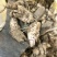 中药材玄参种苗玄参芽元参多年生草本植物现挖新鲜苗
