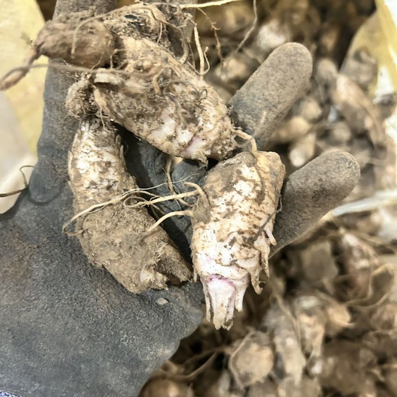 中药材玄参种苗玄参芽元参多年生草本植物现挖新鲜苗