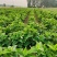 中药材玄参种苗玄参芽元参多年生草本植物现挖新鲜苗