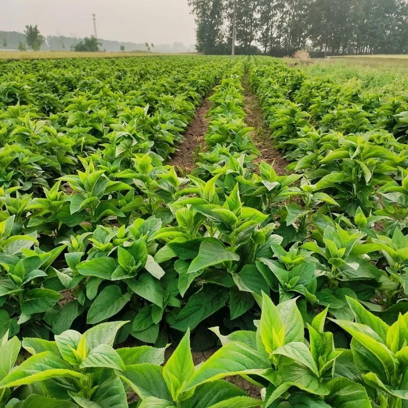 中药材玄参种苗玄参芽元参多年生草本植物现挖新鲜苗