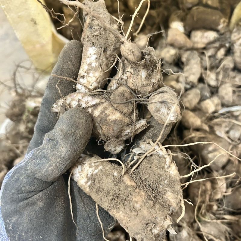中药材玄参种苗玄参芽元参多年生草本植物现挖新鲜苗