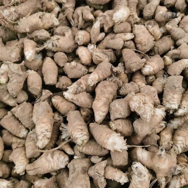 中药材玄参种苗玄参芽元参多年生草本植物现挖新鲜苗