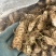 中药材玄参种苗玄参芽元参多年生草本植物现挖新鲜苗