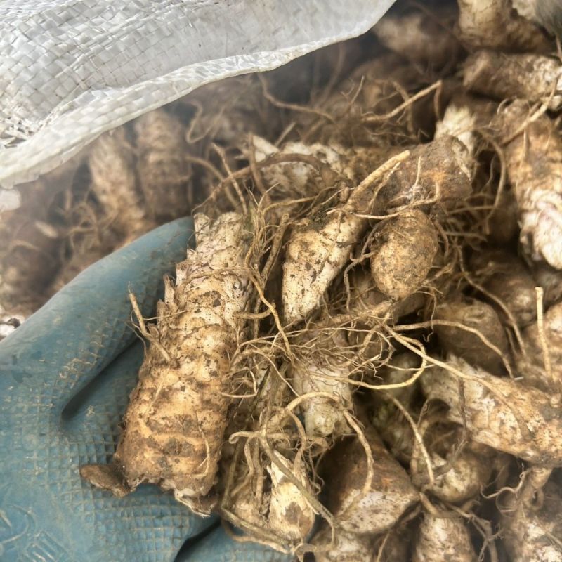 中药材玄参种苗玄参芽元参多年生草本植物现挖新鲜苗