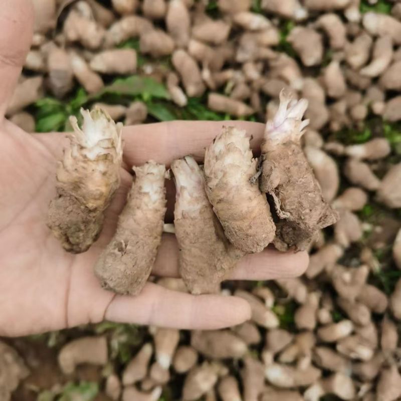中药材玄参种苗玄参芽元参多年生草本植物现挖新鲜苗