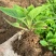 中药材玄参种苗玄参芽元参多年生草本植物现挖新鲜苗