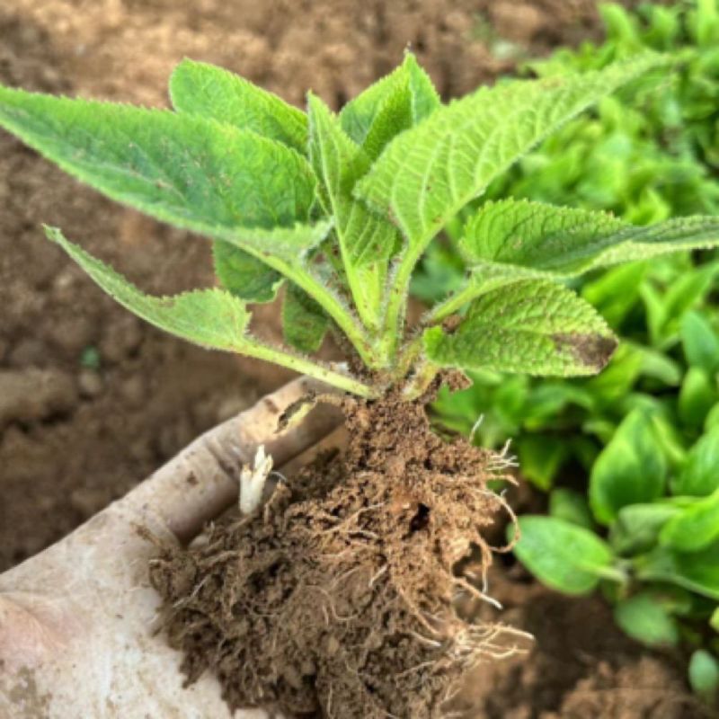 中药材玄参种苗玄参芽元参多年生草本植物现挖新鲜苗