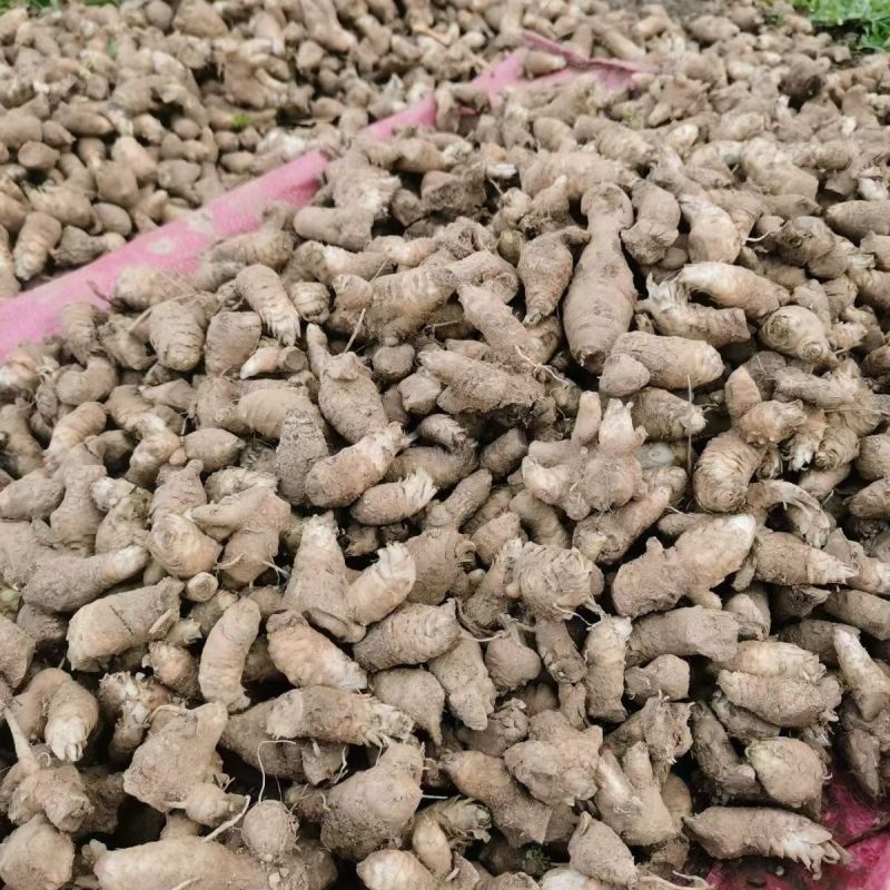 中药材玄参种苗玄参芽元参多年生草本植物现挖新鲜苗