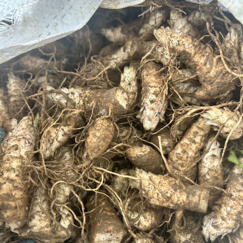 中药材玄参种苗玄参芽元参多年生草本植物现挖新鲜苗
