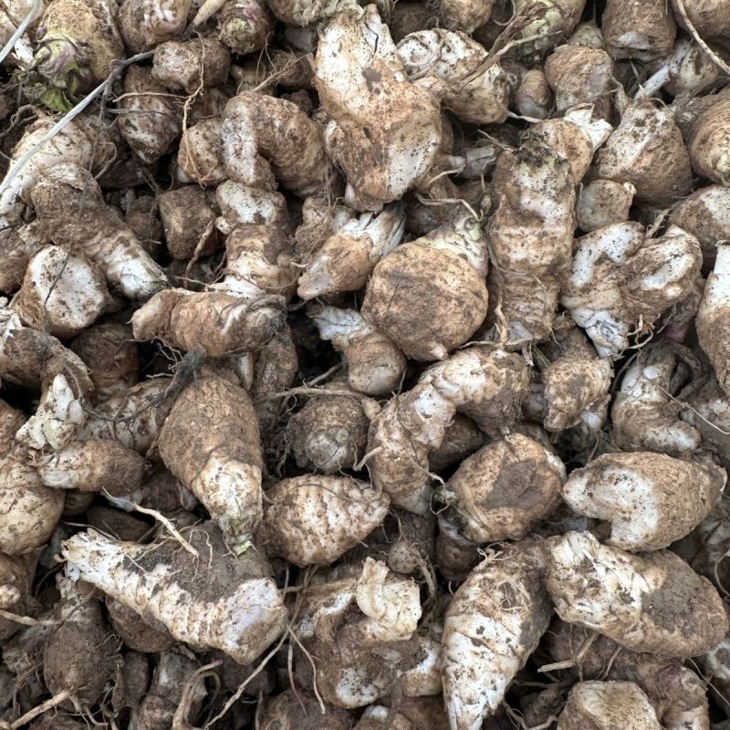 中药材玄参种苗玄参芽元参多年生草本植物现挖新鲜苗