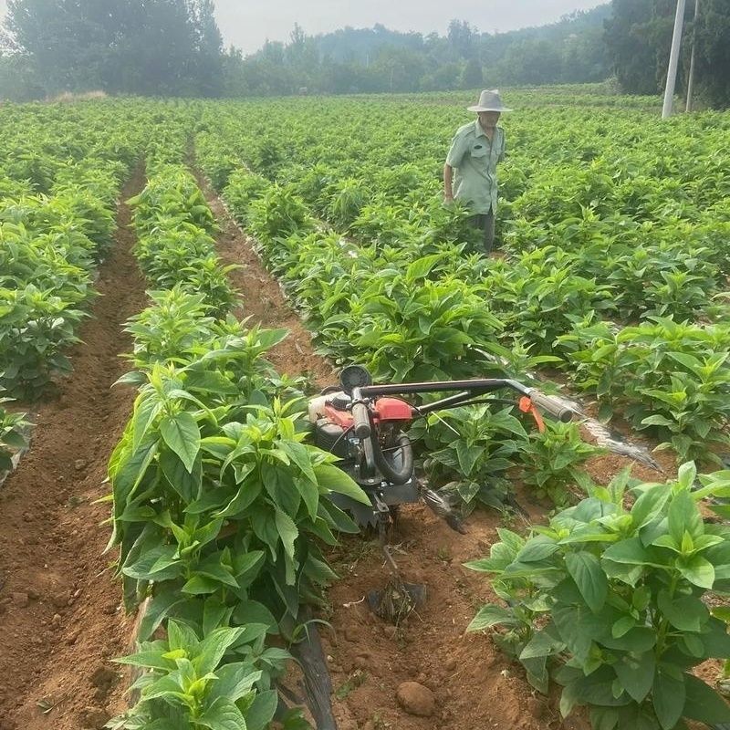 中药材玄参种苗玄参芽元参多年生草本植物现挖新鲜苗
